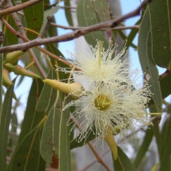 Huile essentielle Eucalyptus